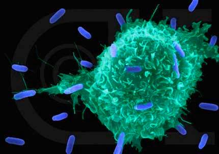 Mal uso de antimicrobianos: una amenaza para la salud Mal uso de antimicrobianos: una amenaza para la salud