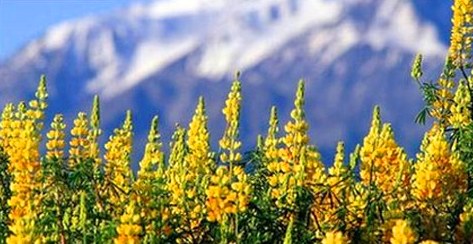 Científicos chilenos analizaron el aporte sensorial de las raíces en el desarrollo de las plantas Científicos chilenos analizaron el aporte sensorial de las raíces en el desarrollo de las plantas