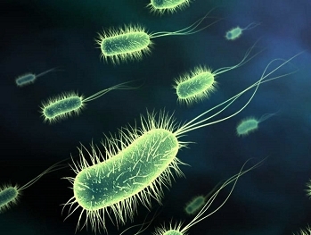 Gusanos con memoria inteligente logran prevenir amenazas de bacterias patógenas Gusanos con memoria inteligente logran prevenir amenazas de bacterias patógenas