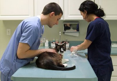 Piden a las autoridades que definan permisos para urgencias médicas veterinarias en cuarentena