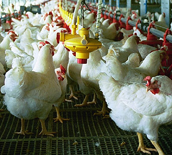 Caso supermercados y pollos: oda a la mala memoria Caso supermercados y pollos: oda a la mala memoria