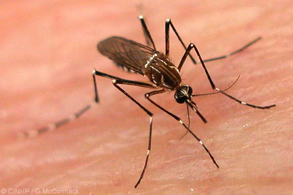 Embajador en Brasil confirma otros 2 casos de chilenos con fiebre amarilla Embajador en Brasil confirma otros 2 casos de chilenos con fiebre amarilla