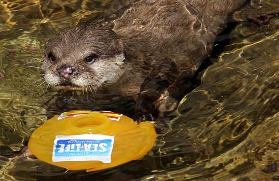 La nutria “Maya” pronostica que España derrotará a Italia y se quedará con el título de la Eurocopa La nutria
