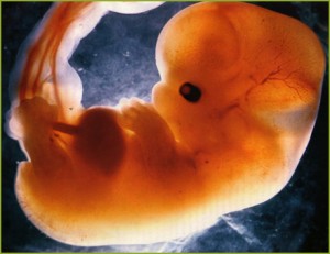 Aborto, Estado e hipocresía Aborto, Estado e hipocresía