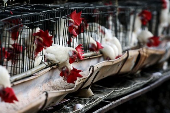 Gripe aviar en Chile y la puesta a prueba de ‘‘Una sola Salud’’