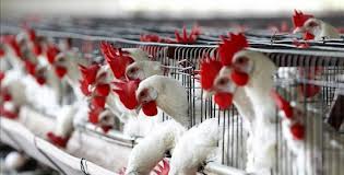 Autoridades mexicanas dicen que gripe aviar afecta a más de un millón de aves