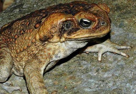 Plaga de sapos mutantes se propaga por el noreste de Australia Plaga de sapos mutantes se propaga por el noreste de Australia