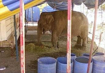Declaran culpable a representante de circo Los Tachuelas por «maltrato animal» de elefanta Ramba Declaran culpable a representante de circo Los Tachuelas por