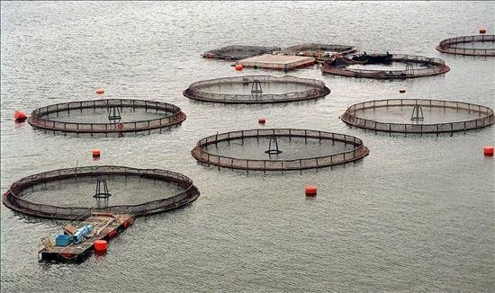 Superintendencia del Medio Ambiente en picada contra tres salmoneras por ubicar sus centros fuera de las áreas concesionadas Superintendencia del Medio Ambiente en picada contra tres salmoneras por ubicar sus centros fuera de las áreas concesionadas