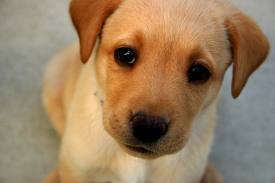 Pacto Animal prepara magno evento a beneficio para sus amigos caninos Pacto Animal prepara magno evento a beneficio para sus amigos caninos
