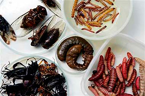 Insectos a la carta: la FAO destaca que son altamente nutritivos y ricos en proteínas Insectos a la carta: la FAO destaca que son altamente nutritivos y ricos en proteínas