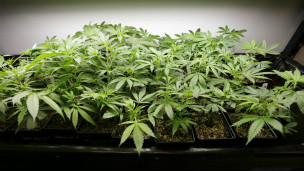 Carabineros detuvo a un menor de edad en allanamiento a comunidad mapuche de Temucuicui: Tenía 25 plantas de marihuana Carabineros detuvo a un menor de edad en allanamiento a comunidad mapuche de Temucuicui: Tenía 25 plantas de marihuana
