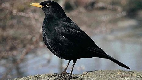 La ciudad acelera el reloj biológico de las aves La ciudad acelera el reloj biológico de las aves