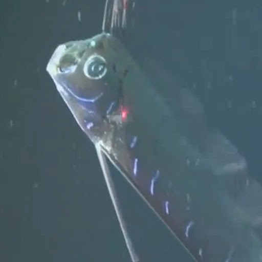 Pez gigante es filmado en el Golfo de México Pez gigante es filmado en el Golfo de México