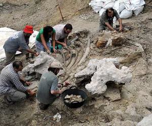 Piezas fósiles de dos dinosaurios peleando se subastará en Nueva York Piezas fósiles de dos dinosaurios peleando se subastará en Nueva York