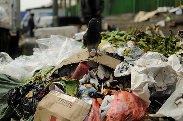 Con la basura hasta el cuello: sigue paro de recolectores y gobierno responsabiliza a los municipios Con la basura hasta el cuello: sigue paro de recolectores y gobierno responsabiliza a los municipios