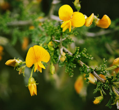 Este viernes lanzan nuevo sitio de la Enciclopedia de la Flora Chilena Este viernes lanzan nuevo sitio de la Enciclopedia de la Flora Chilena