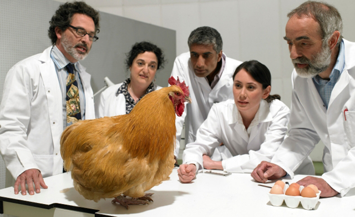 Cloteó la gallina: el huevo fue primero Cloteó la gallina: el huevo fue primero
