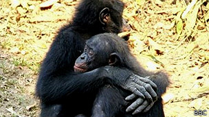 Los simios “se consuelan entre ellos” como humanos Los simios