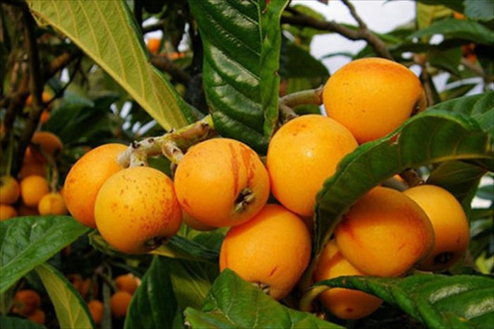 Gobierno dictará charlas para pequeños agricultores sobre manejo de fruta afectada por las heladas Gobierno dictará charlas para pequeños agricultores sobre manejo de fruta afectada por las heladas