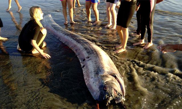Hallan en California otra “serpiente marina gigante” Hallan en California otra