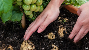 TomTato: La planta que da papas y tomates TomTato: La planta que da papas y tomates