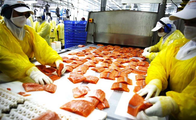 Industria del salmón, cuando el barrio no da lo mismo Industria del salmón, cuando el barrio no da lo mismo