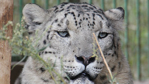 La India reintroducirá 50 ejemplares de guepardo tras siete décadas extintos La India reintroducirá 50 ejemplares de guepardo tras siete décadas extintos