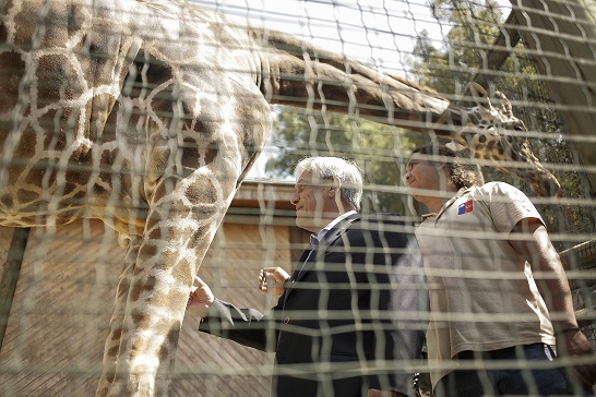 Piñera presenta “Plan Maestro” para modernizar instalaciones del Zoológico