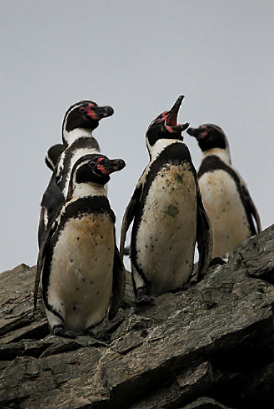Tiemblan los pingüinos de Humboldt: Suprema aprueba proyecto portuario Cruz Grande en la antesala del fallo por Dominga