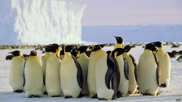 Aumenta a 32 el número de pingüinos muertos en las costas de la región de Los Ríos