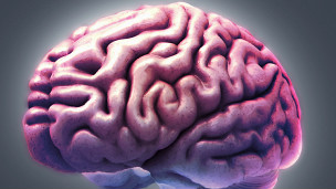 Identifican parte del cerebro que nos hace humanos