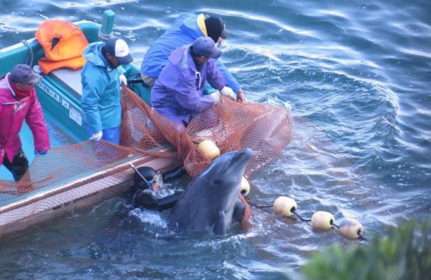 Japón enfrenta críticas y defiende la caza de delfines Japón enfrenta críticas y defiende la caza de delfines