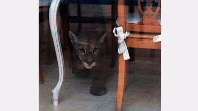 Puma fue encontrado al interior de una casa en Vitacura Puma fue encontrado al interior de una casa en Vitacura