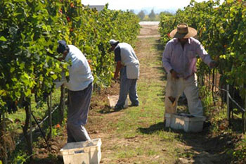 Denuncian rapto y explotación de trabajadores temporeros por parte de empresa exportadora de frutas Denuncian rapto y explotación de trabajadores temporeros por parte de empresa exportadora de frutas