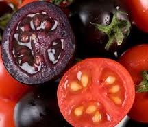 El tomate morado, un nuevo “superalimento” modificado El tomate morado, un nuevo