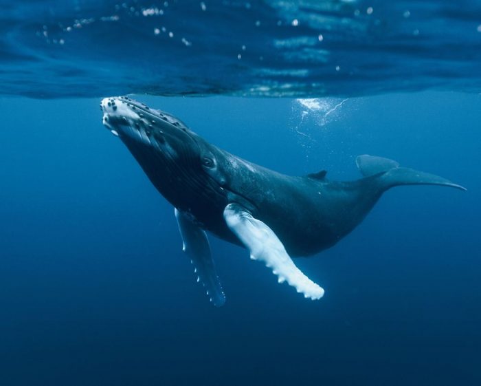 EE.UU. aboga por la creación de un organismo que proteja los océanos