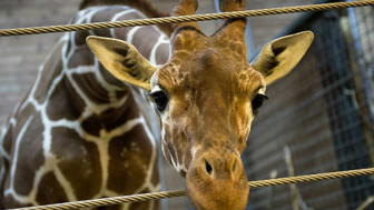 ¿Se deberían prohibir los zoológicos en el mundo?