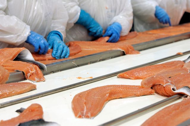 Productores de salmón acusan «grandes problemas de actualización» en datos de informe de la FAO Productores de salmón acusan