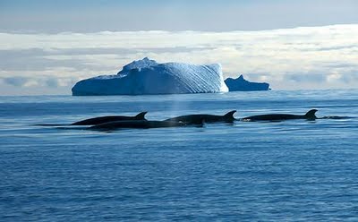 Celebran decisión de la Corte de La Haya de prohibir caza científica de ballenas Celebran decisión de la Corte de La Haya de prohibir caza científica de ballenas