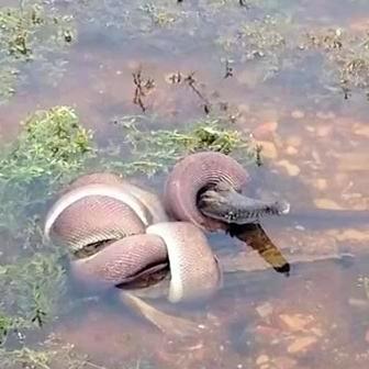 Serpiente devora a cocodrilo entero en Australia