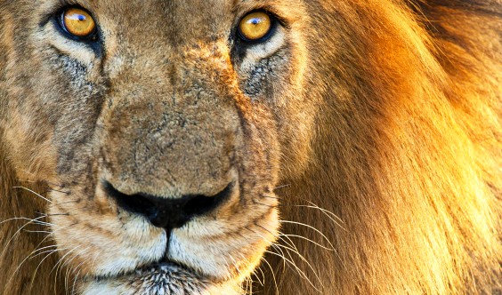 Descubren de dónde vienen los leones Descubren de dónde vienen los leones