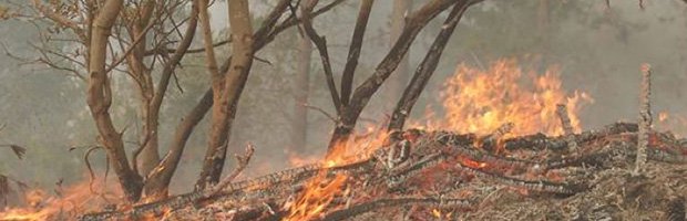 Conaf, Onemi y bomberos continúan combate de incendio forestal en Santo Domingo