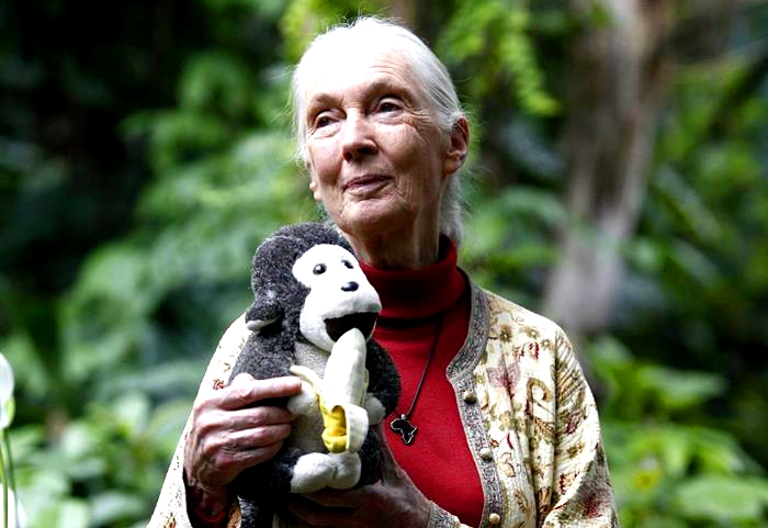 Jane Goodall: “Tenemos que cuestionarnos el origen de todo lo que consumimos” Jane Goodall: