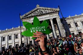 Uruguay: revelan reglamento para venta de marihuana Uruguay: revelan reglamento para venta de marihuana