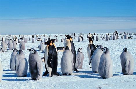 Encuentran virus de gripe aviar en pingüinos de la Antártica Encuentran virus de gripe aviar en pingüinos de la Antártica