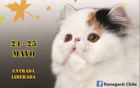 Gatos de todo Chile compiten este fin de semana en el XVI Show Felino Renagach Gatos de todo Chile compiten este fin de semana en el XVI Show Felino Renagach
