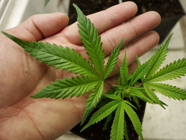 Gobierno crea mesa de trabajo para evaluar normas para el uso de la marihuana Gobierno crea mesa de trabajo para evaluar normas para el uso de la marihuana