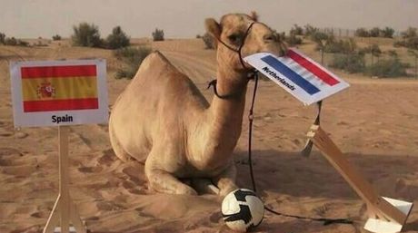 El camello Shaheen predice desde Dubai los resultados del Mundial El camello Shaheen predice desde Dubai los resultados del Mundial