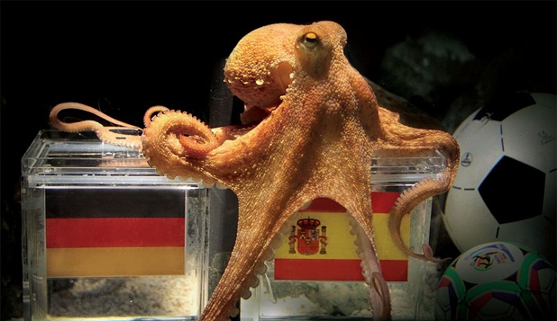 ¡Y el ganador es…! ¿Quién será el sustituto del Pulpo Paul? ¡Y el ganador es...! ¿Quién será el sustituto del Pulpo Paul?